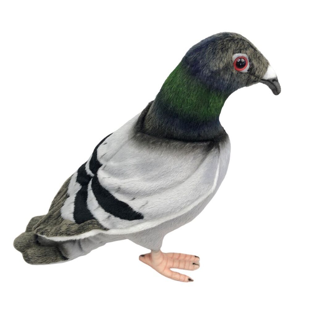 hansa pigeon